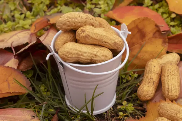 Shelled peanuts in a bucket on grass with fallen leaves. Micronutrient-healthy food and snacks.
