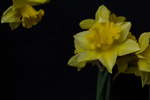 Bukett Med Gula Blommor Påskliljor Svart Bakgrund Isolerad Abstrakt Våren — Stockfoto