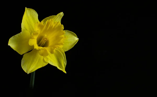 Narciso Flor Primaveral Amarilla Primer Plano Sobre Fondo Negro Aislado — Foto de Stock