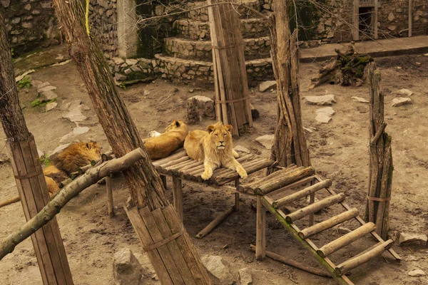 The lions are resting after a hearty meal. Nikolaev Zoo in Ukraine.