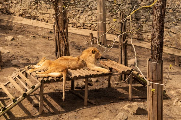 The lions are resting after a hearty meal. Predatory animals. Nikolaev Zoo in Ukraine.