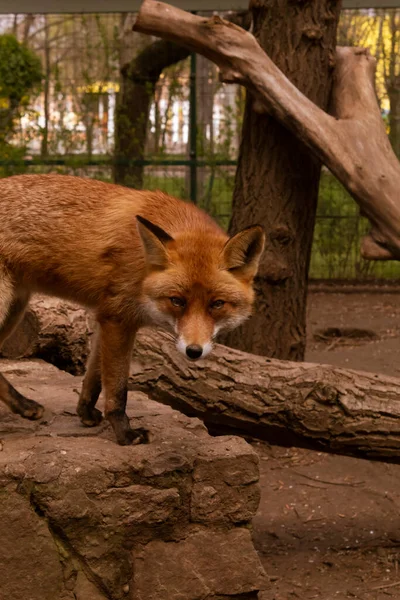 Gemeiner Fuchs Raub Und Säugetier Zoologischen Park Blick Die Kamera — Stockfoto