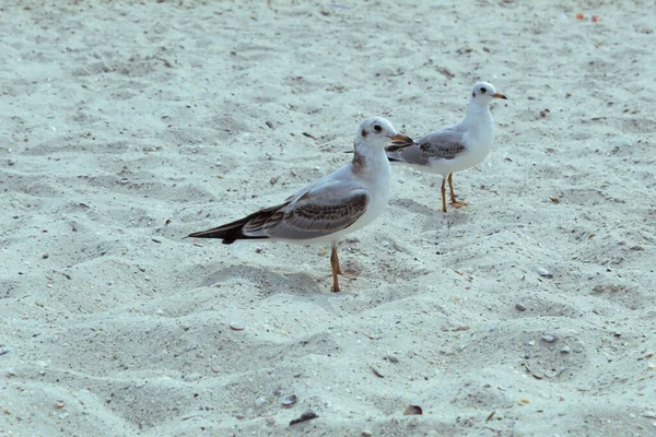Two birds walk along the sea coast. White Gull or Cormorant.