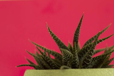 Kadınsı ve parlak bir geçmişi var. Ev çiçeği haworthia (sulu) pembe bir duvara yakın çekim. Yeşil ve pembenin birleşimi.