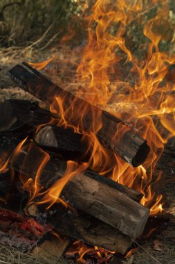 Yakıcı odunlar. Barbekü için şenlik ateşi.