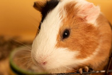 Gine domuzu objektife bakar. Ön taraftan bir kemirgenin yakın plan portresi. Komik ve sevgili evcil hayvan.