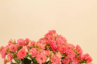 Arkaplanda pembe çiçekler var. Kalanchoe fotoğrafından bir parça. Tıbbi özellikleri olan sulu bir bitki..