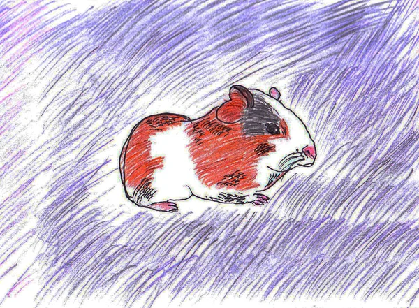 用铅笔和衬里手绘在白纸上的素描 这只豚鼠很小 国产啮齿动物 — 图库照片