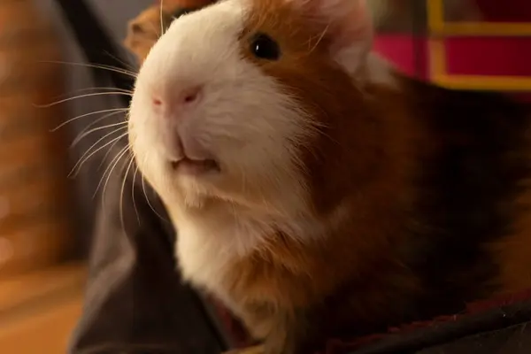 一只豚鼠的特写 动物在家里 一只有趣又可爱的啮齿动物看着镜头 — 图库照片