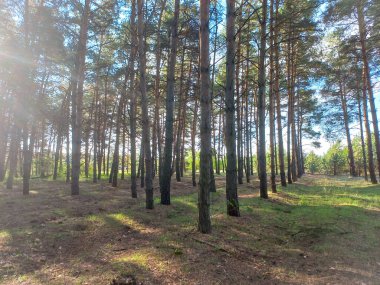 Çam ormanı. Ağaçların arasından güneş ışınları geliyor. Sabah vakti ve açık hava.