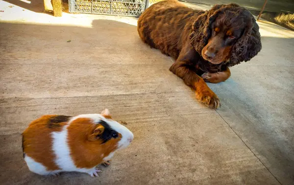 Introducing a dog (spaniel) and a guinea pig.