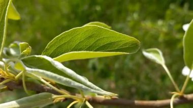 Baharda çiçek açan meyve ağacı. Yaprakları ve beyaz çiçekleri olan bir dal. Armut çiçekleri..