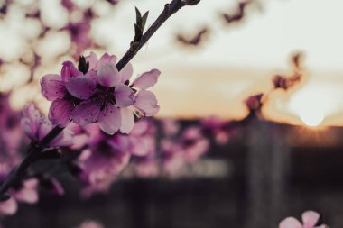 Baharda çiçek açan meyve ağacı. Pembe çiçekli dal. Şeftali ağacı yakın.