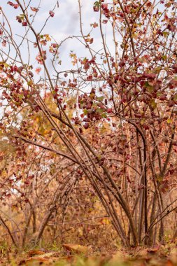 Sonbaharda üzümsüz frenk üzümü çalısı. Dallardaki kırmızı yapraklar.