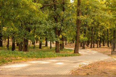 Meşe yeşili şehir parkı. Kaldırımlar çok güzel döşenmiş. Yazın dallardaki yapraklar. Yürümek ve dinlenmek için bir alan.