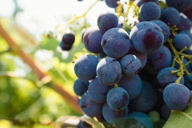 Üzüm büyüdükçe büyür. Çeşitlilik - Moldova, koyu mor tonlama. Şarap veya reçel yapmak için böğürtlen. Yazın olgunlaşmış.