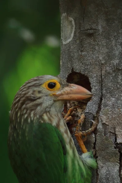 Linienvogel Nistet Sommer Tropischer Regenwald Indien — Stockfoto