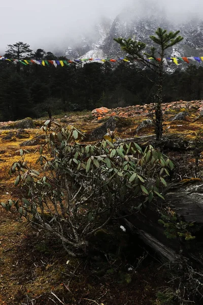 stock image wilderness of rhododendron sanctuary near yumthang valley in autumn season, surrounded by himalaya mountains in north sikkim, india