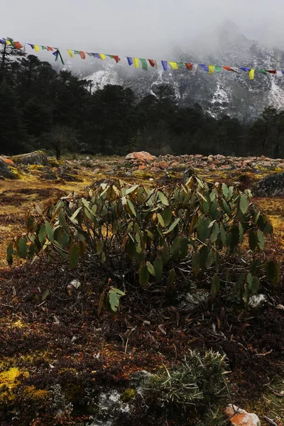 Wilderness Rhododendron Sanctuary Yumthang Valley Autumn Season Surrounded Himalaya Mountains — Stock Photo, Image