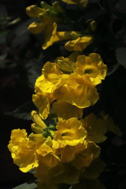 Baharda bahçede açan sarı renkli tekoma çiçeğinin yakın görüntüsü.
