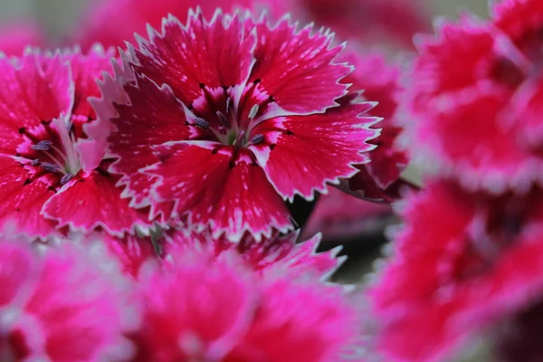 çiçek arkaplanda ve makro fotoğrafçılıkta güzel pembe dianthus