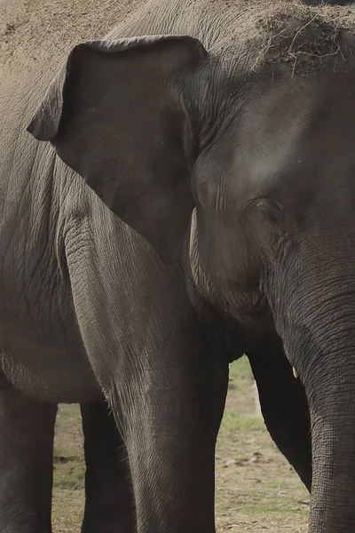 close up view of a female indian elephant (elephas maximus indicus) in the wild