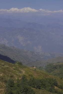 snowcapped himalaya (mount kangchenjunga) mountain village, terrace farming on slopes of himalayan foothills near darjeeling hill station in west bengal, india