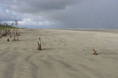 Henry 'nin adasının güzel beyaz kumsalı. Batı Bengal, Hindistan' daki Sundarbans yakınlarında.