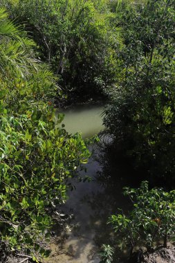 Batı Bengal 'in Sundarbans bölgesindeki Bakkhali sahili yakınlarındaki Henry' nin adasında yemyeşil mangrov ormanı.