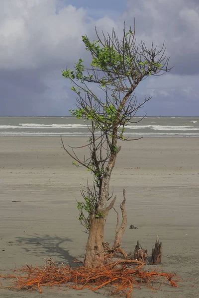 stock image beautiful white sand beach of henry's island near bakkhali, close to the sundarbans in west bengal, india