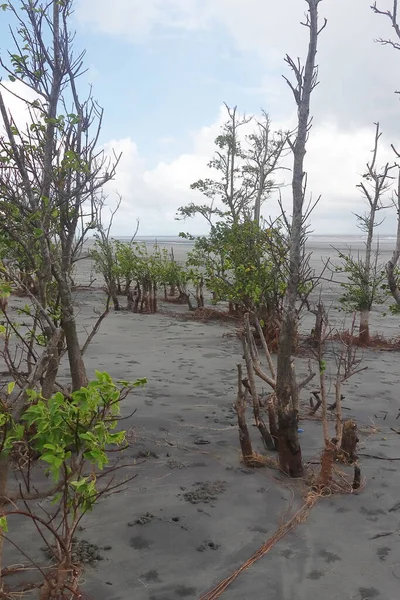 Мангровый Лес Морском Пляже Острова Генри Возле Бакхали Западной Бенгалии — стоковое фото