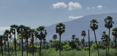 yemyeşil doğa ve doğu ghat dağ sırası, arka planda, andhra pradesh, Güney Hindistan