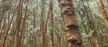 Kodaikanal çam ormanının vahşi doğası, güzel tepe istasyonu Kodaikanal, Hindistan 'ın güneyindeki Tamilnadu dağlarının eteklerinde yer alır.