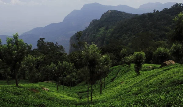 Paisagem Cênica Montanhas Nilgiri Sopé Plantação Chá Verde Coonoor Jardim — Fotografia de Stock