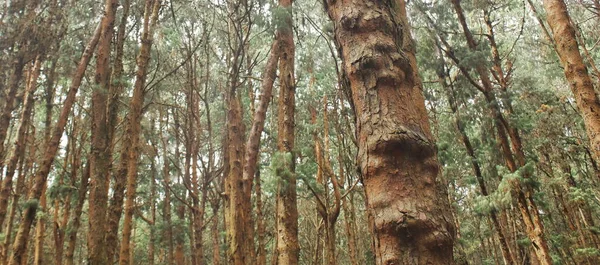코다이카날 소나무 아름다운 코다이카날은 인디아의 타밀나 팔라니 기슭에 위치해 — 스톡 사진