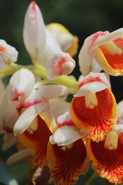 Cardamomo Badi Elaichi Flores Florescendo Primavera Belas Flores Exóticas São — Fotografia de Stock