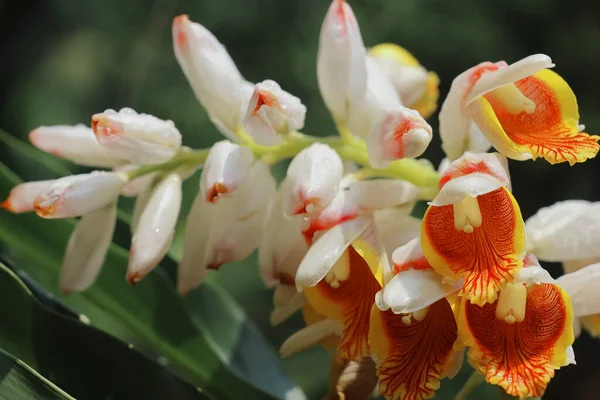 stock image cardamom (badi elaichi) flowers blooming in spring, beautiful exotic flowers are looks like orchid, cardamom traditionally used as a medicinal plant