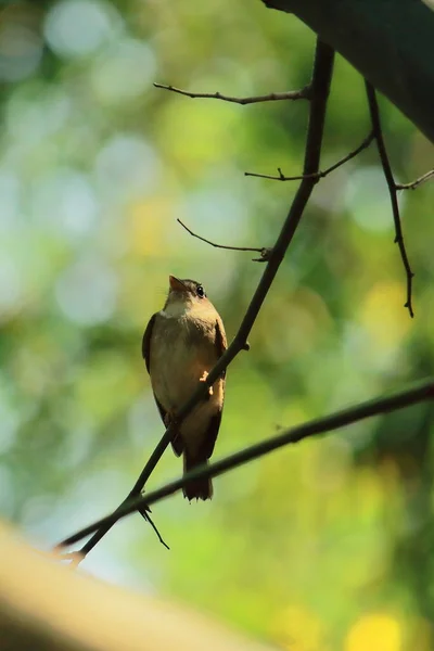 Asiatische Braune Fliegenschnäpper Muscicapa Dauurica Hockt Auf Einem Ast Einem — Stockfoto