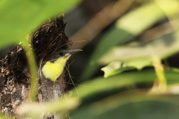Juvenilní Fialový Sluníčko Cinnyris Asijicus Hnízdě Indickém Tropickém Deštném Pralovém — Stock fotografie