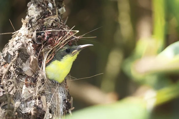 Juvenil Púrpura Sunbird Cinnyris Asiaticus Nido Una Selva Tropical India —  Fotos de Stock