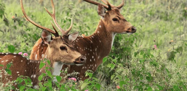Beautiful Cheetal Chital Deer Spotted Deer Axis Axis Bandipur National — Stock Photo, Image