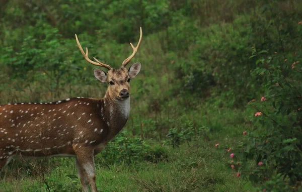 Beautiful Cheetal Chital Deer Spotted Deer Axis Axis Bandipur National — Stock Photo, Image