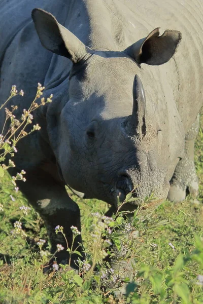 Close Big Male Indian Rhino Greater One Horned Rhinoceros Rhinoceros — Stock Photo, Image