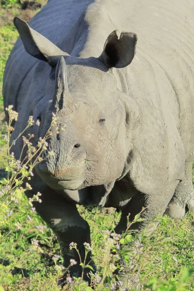 close up of a big male indian rhino or greater one-horned rhinoceros (rhinoceros unicornis) in kaziranga national park, assam, north east india