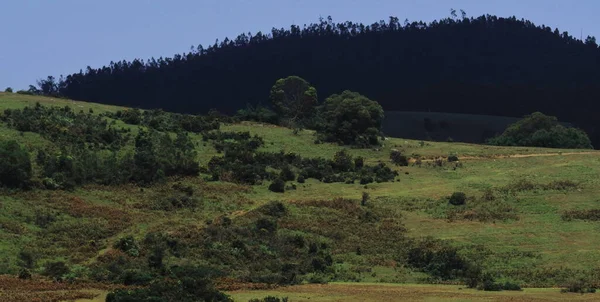Malowniczy Krajobraz Górski Wzgórz Nilgiri Bujne Zielone Toczące Się Łąki — Zdjęcie stockowe