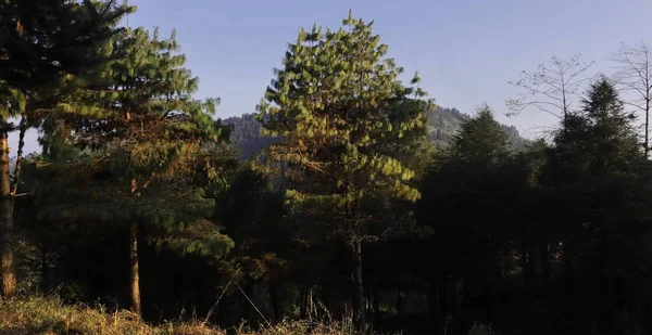 位于印度西部边疆地区达吉岭附近的希迈拉山麓上 长满了针叶树的常绿森林是参议院野生动物保护区的荒原 — 图库照片