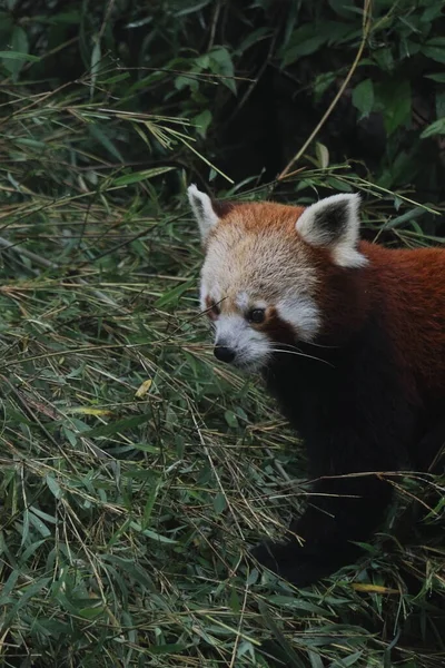 Specie Molto Rare Estinzione Panda Rosso Panda Minore Ailurus Fulgens — Foto Stock
