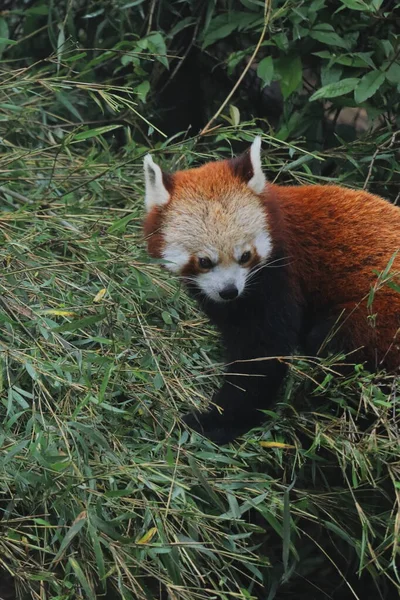 Svært Sjeldne Utrydningstruede Arter Rød Panda Eller Mindre Panda Ailurus – stockfoto