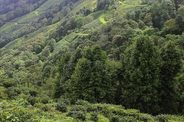Exuberante Montanha Himalaia Verde Nebuloso Sopé Temporada Monções Perto Estação — Fotografia de Stock