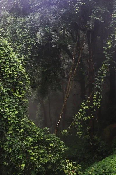 Neora Vadisi Ulusal Parkı, yemyeşil ve yoğun tropikal yağmur ormanı, Hindistan 'ın batı Bengal bölgesinin Kalimpong bölgesinde Himalaya eteklerinde yer almaktadır.